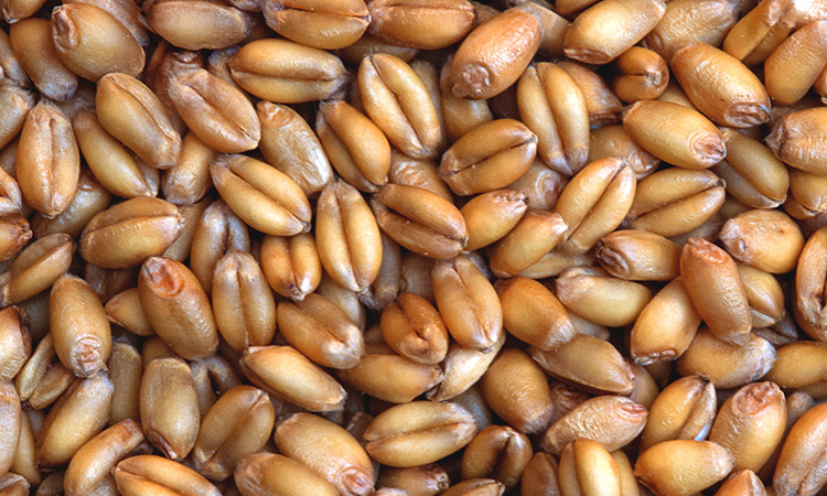 Fabrication du pain - Introduction - 3mn 23s